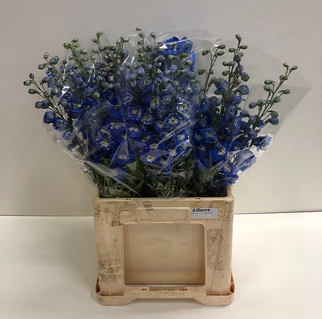 Delphinium el du aurora blue.jpg